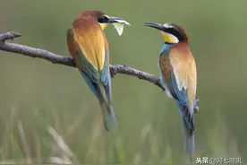 最小且能悬停前后飞行的鸟类，阿兹特克神话中被当做太阳神和战神图片