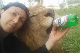 现实版美女与野兽，意大利女子和狮子感情深厚相互依偎图片