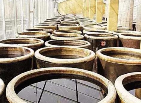 独家探秘：安家皂手工醋的酿造技艺