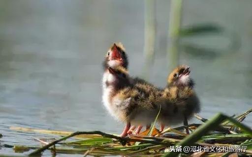 大美不言 | 衡水湖