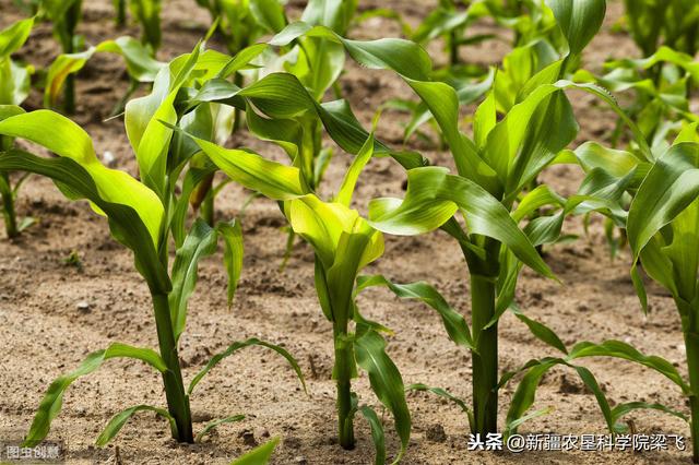 铁在玉米中的作用，如何在滴灌玉米中科学施用铁
