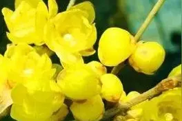 岁月可回首，且以温柔待此生图片