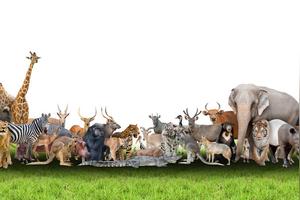 动物篇:这些动物单词，你认识几个?大部分人连中文都不认识图