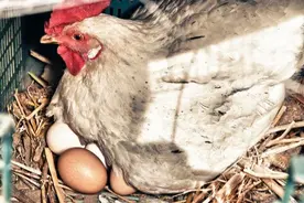 农村自己养的母鸡抱窝怎么办？3种土方法对付它图片