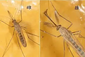 关于蚊子的这些冷知识，您知道多少？图片