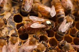 蜂群失王怎么办？四大方法轻松搞定图片