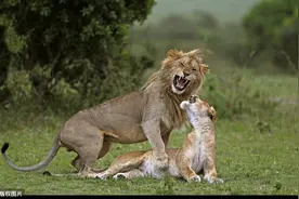 动物交配仅仅是为了繁衍后代吗？不，它们也可能是贪图享乐图片