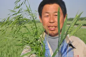 新野麦子除草剂都难除掉，现根除正当时，哪种方法有效？图片