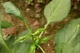 不科学使用，小心植物生长调节剂反变“杀手”图片