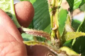 大樱桃新稍干枯莫大意，找到罪魁祸首及时防治图片