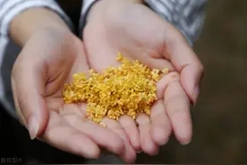 来一壶桂花酒，既解虚寒，又可消忧愁，秋冬季尤其适合图片
