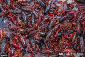 5月小龙虾：水草养得好，龙虾产量高，龙虾塘5月份水草管理要点图片