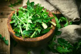 蒲公英不要泡水喝了，教你新吃法，加上2个技巧，好吃不苦还降火图片