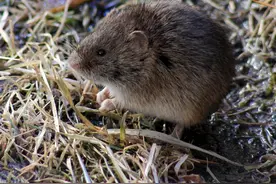 几个孩子在鼠洞挖出50斤粮食，准备都装走，大人却说：给老鼠留点图片