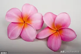 你知道吗？美丽的“花瓣”竟然是“叶片”进化而来的图片