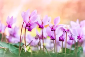 春天，仙客来花期后怎么养护？图片