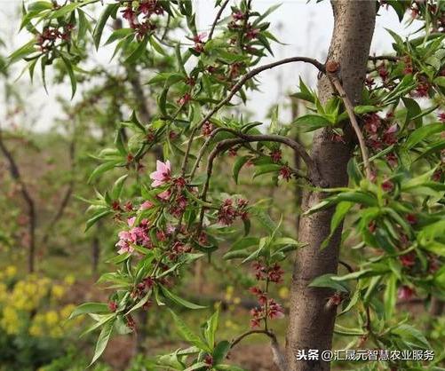 桃树控梢新方法，不用多效唑，那用什么呢？