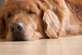 了解狗狗心脏病，提早预防把心脏病扼杀在摇篮里图片
