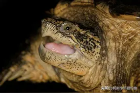 钓鱼人最该知道的十种不能钓获放流的生物，钓获后千万别放生图片