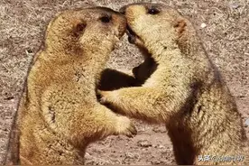 你不了解的野生动物摄影师图片