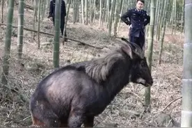 浙江老汉发现“四不像”，牛面驴耳鹿角，专家：立即封锁整个村庄图片