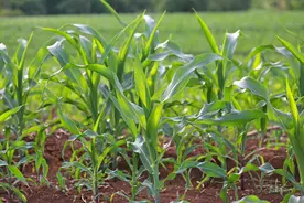 玉米除草剂和杀虫剂混用一定要注意，用不好真的有药害图片