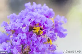 了解紫薇花的繁殖管理技术，使紫薇花的花姿艳丽多彩，树形优美图片
