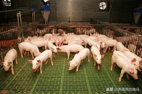 猪场案例分析——成活率99%，出生时的弱仔找不见了图片
