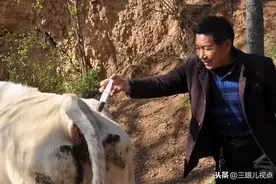 乡村兽医给牛治病，月入过万很轻松，看看这门营生如何赚钱图片