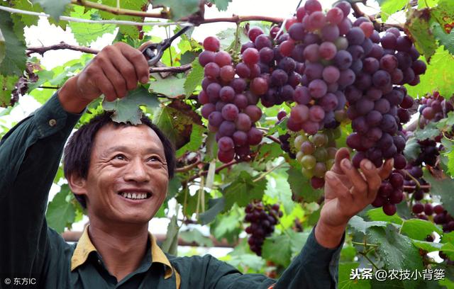 葡萄为什么必须补钙？什么时间补？如何补？用什么方法、什么肥？