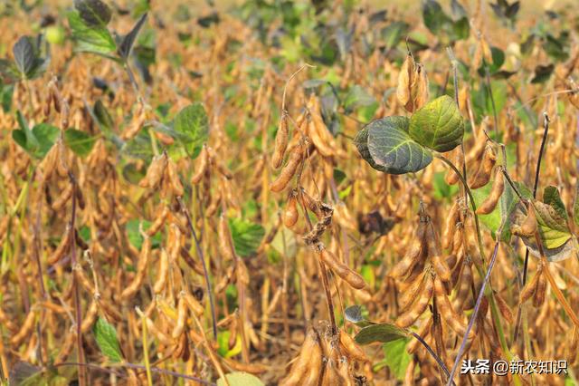 大豆种植及病虫害防治技术，来学学化学防治的方法