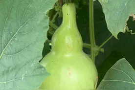 一个葫芦的前半生-如何修炼？图片