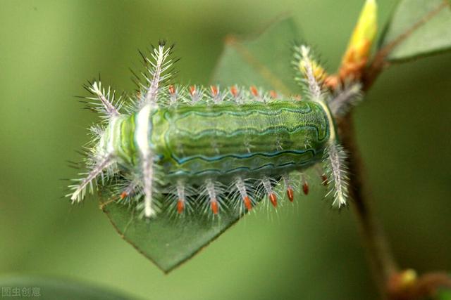 巴西毛毛虫(你被洋辣子哲过吗你听说过吃肉的毛毛虫吗含有的剧毒毛
