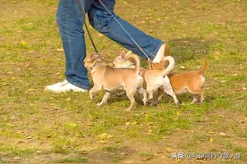 2020最严禁狗令新规出台，严管养犬你怎么看？违规将受严惩！图片