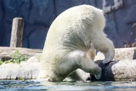 “高温酷暑上蒸下煮”，看看小动物被热成什么“亚子”了图片