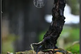 盆景养护看哪般？浇水不当“易变难”，分享浇水判断方式与方案图片