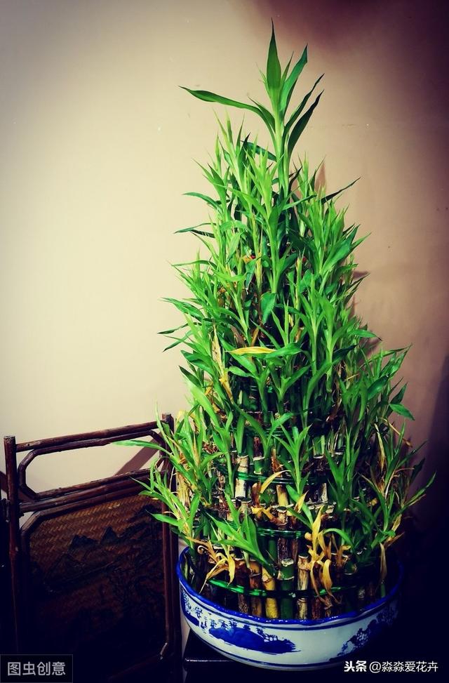 水培富贵竹经常黄叶是为何？掌握六个养护要领，体态玲珑叶清脆