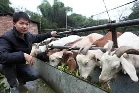 圈养羊比放牧羊更好？这样喂养，膘情和收益竟然远超放牧图片