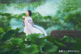 独怜幽草涧边生，上有黄鹂深树鸣图片
