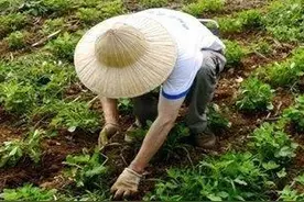 花生出苗后是浇水还是不浇水，掌握好最佳时候，坐等收成！图片