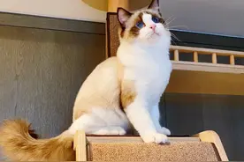 听说张艺兴也开始养猫了？那么是什么样猫呢？图片