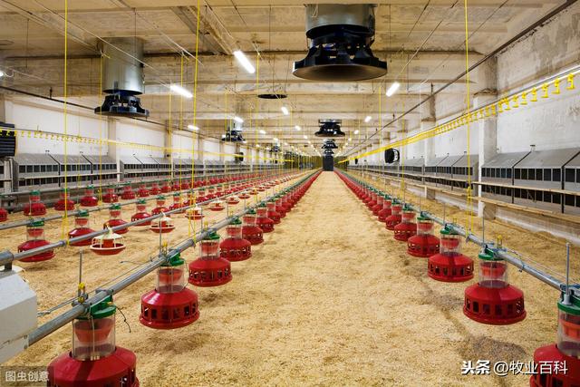 优质雏鸡培育关键技术分析