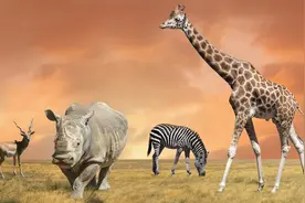 神鸟、蜜獾、杀人蜂！老人讲述援建坦赞铁路时非洲的奇闻异事图片