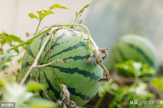 西瓜膨瓜妙用氨基酸叶面肥，增加甜度，收益更高！从4方面讲解