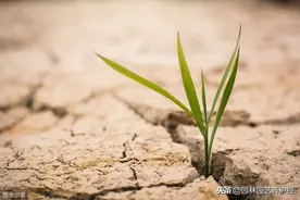 干旱对植物有什么影响，如何处理？图片