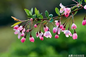 唐诗海棠五首，从海棠出蜀记，就知道杨贵妃海棠春睡是宋人的杜撰图片