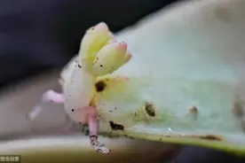 多肉植物叶插时总黑腐不生根？3个原因早知道，每片叶子都发芽图片