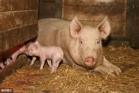 观察生猪眼睛知疾病，养猪人还不赶紧学起来图片