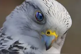 号称十万只鹰里才出一只的极品猛禽，“万鹰之神”——海东青图片