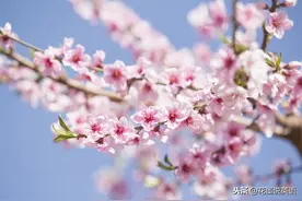 春暖花开，春天最美的几种花，你知道它们的英语怎么说吗？图片